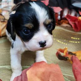 Rebeckah - Chocolate female Cavalier King Charles Spaniel puppy in Sparta, Georgia from Southern Edge Kennel