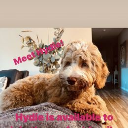 Girl 1 - Caramel red Australian Labradoodle puppy in Menifee, California from Angel Coast Australian Labradoodles