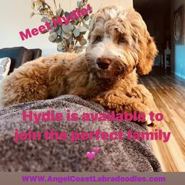 Girl 1 - Caramel red Australian Labradoodle puppy in Menifee, California from Angel Coast Australian Labradoodles