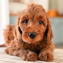 Jersey - Red  female Goldendoodle puppy in Hartwell, Georgia from BellaDoodles