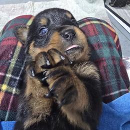 Border Collie and Rottweiler Puppies from K&R RANCH KENNELS