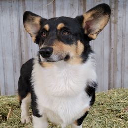 Relic - Pembroke Welsh Corgi