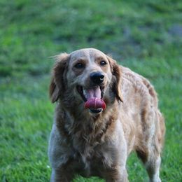 Ivy - Goldendoodle