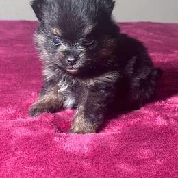 Piper - Black and tan male Pomeranian puppy in Kansas City, Missouri from S&K Pomeranians