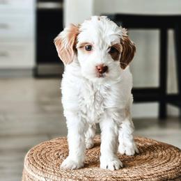 Surge - Parti male Goldendoodle puppy in Punta Gorda, Florida from Transformation Acres Goldendoodle