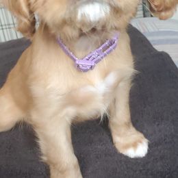 Cavalier King Charles Spaniels from Sorento Rubies