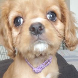 Cavalier King Charles Spaniels from Sorento Rubies
