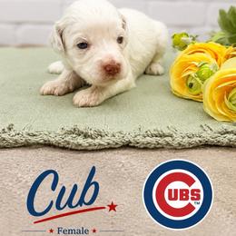 Cub - Caramel ice female Australian Labradoodle puppy in Denton, Texas from Liberty Hill Labradoodles