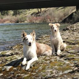 Border Collies, Dachshunds, and Pembroke Welsh Corgis from Divine Dogs