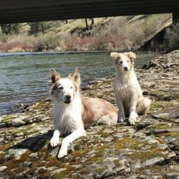 Border Collies, Dachshunds, and Pembroke Welsh Corgis from Divine Dogs