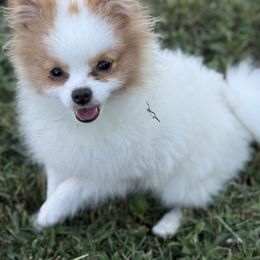 Bean - Pomeranian