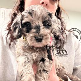 Alanis - Merle female Cockapoo puppy in Denver, Pennsylvania from Greenview Puppies