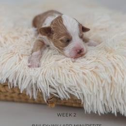 Chai - Apricot female Goldendoodle puppy in New Harmony, Indiana from Cottonwood Farms