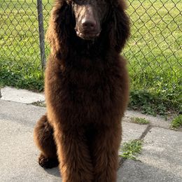 Poodles and Yorkshire Terriers from Taste Of Flavor LLC