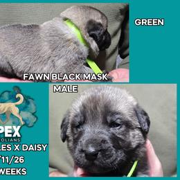 H.D Green Boy - Fawn male Anatolian Shepherd Dog puppy in Frenchtown, Montana from Apex Anatolians