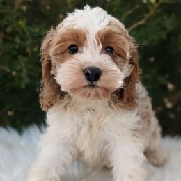 Ivy - Red and white female Cockapoo puppy in Salt Lake City, Utah from Utah Cocker Spaniels
