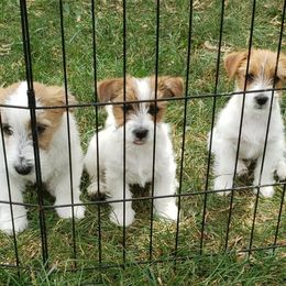 Russell Terriers from White River Kennel