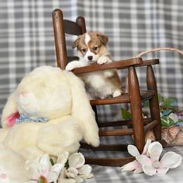 Black - Red male Pembroke Welsh Corgi puppy in Gig Harbor, Washington from Pacific Northwest Pembroke Welsh Corgis