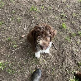 Bryce - Brown and white male Aussiedoodle puppy in Anchorage, Alaska from Covington Acres