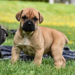 Cane Corso Puppies from Serafina Cane Corso