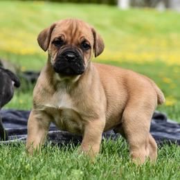 Cane Corso Puppies from Serafina Cane Corso