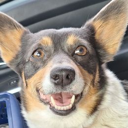 Remi girl - Pembroke Welsh Corgi