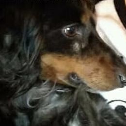 Dachshunds from Kimberly's Dachshunds