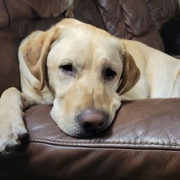 Tonks - Labrador Retriever