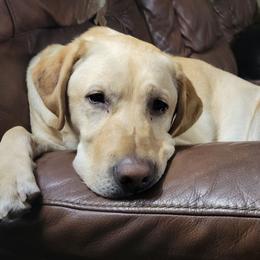 Tonks - Labrador Retriever