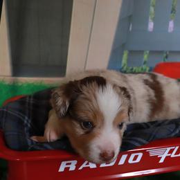 Harken - Red merle male Miniature Australian Shepherd puppy in Macomb, Missouri from Faunus Farms and Aussies