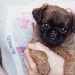 Brussels Griffon Puppies from Oltann Griffons