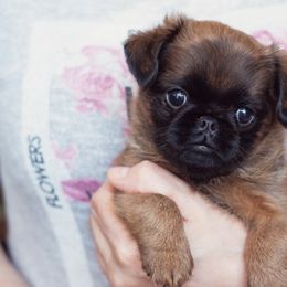 Brussels Griffon Puppies from Oltann Griffons