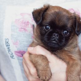 Brussels Griffon Puppies from Oltann Griffons