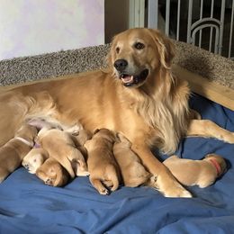 Flat-Coated Retriever and Golden Retriever Puppies from LaDean Faris