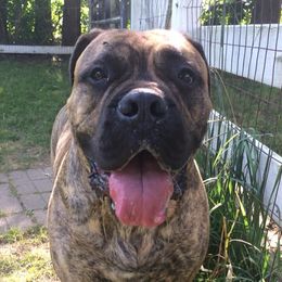 Bullmastiffs from Susan's Bullmastiff Puppies
