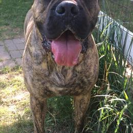 Bullmastiffs from Susan's Bullmastiff Puppies