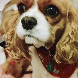 Cavalier King Charles Spaniels and Cavapoos from Cupcake Cavaliers and Cavapoos