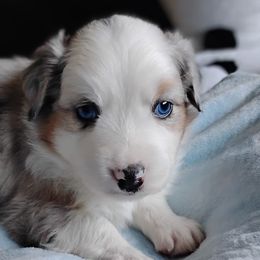 Olaf - Australian Shepherd puppy from Heart and Solberg Aussies