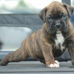 Athos - Brindle male Boxer puppy in Earlsboro, Oklahoma from Lieben Boxers