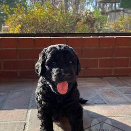 Goldendoodles from Goldieluxe Farms