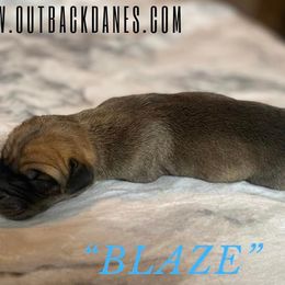 Blaze - Great Dane puppy in Loris, South Carolina from Outback Danes