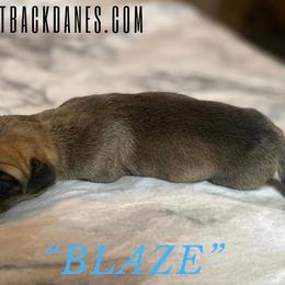 Blaze - Great Dane puppy in Loris, South Carolina from Outback Danes
