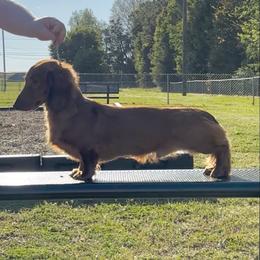 Asher - Dachshund