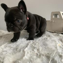 French Bulldog Puppies from Gotts Frenchies