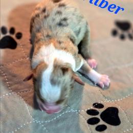 Wilber - Red merle male Toy Australian Shepherd puppy in Viking, Minnesota from Son Shine Farm