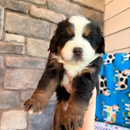 Karen Beverly - Tri-color female Bernese Mountain Dog puppy in Fort Meade, Florida from Baldwin Dood Ranch