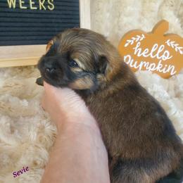 Sevie - Orange sable female Pomeranian puppy in Saint Charles, Missouri from Bisous Pomeranians & Heartland Sh