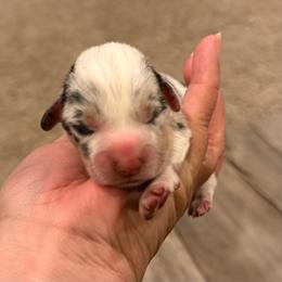 Male blue merle - White and black male Pembroke Welsh Corgi puppy in Glendale, Arizona from CorgiholicsAz