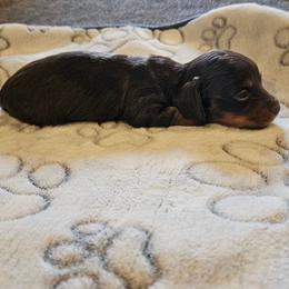 Girl 2 - Chocolate and tan female Dachshund puppy in New Castle, Colorado from Shaffers low riding weiners
