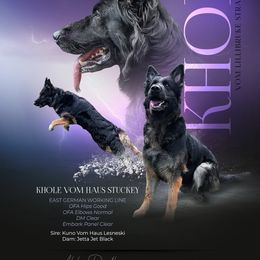 Khole - German Shepherd